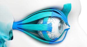 눈꺼풀 근육 및 상안검거근 해부학적 구조 3D 모델
